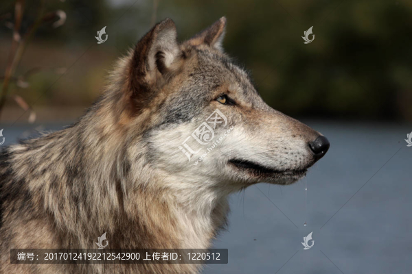 灰色的狼