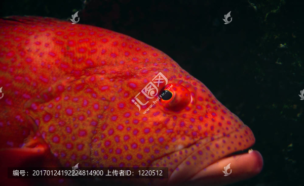 熱帶魚