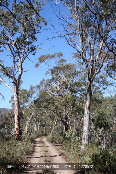 澳大利亞?wèn)|南部的一條偏僻的公路-匯圖網(wǎng) www.fosd68.com 澳大利亞?wèn)|南部的一條偏僻的公路
