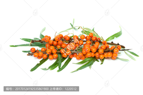 漿果沙棘枝條