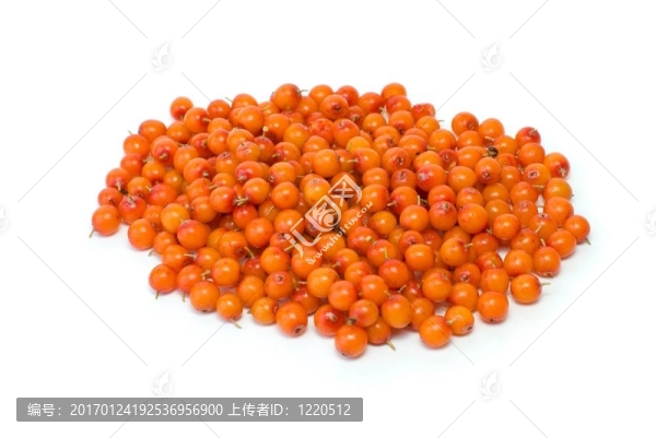沙棘漿果樁