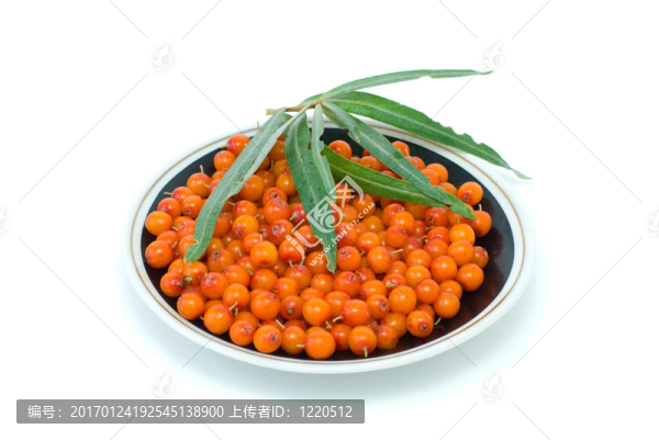 飛碟充滿沙棘漿果和樹(shù)葉