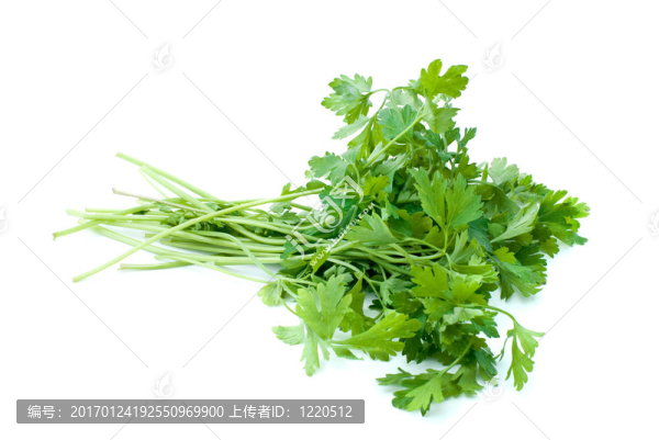 堆歐芹