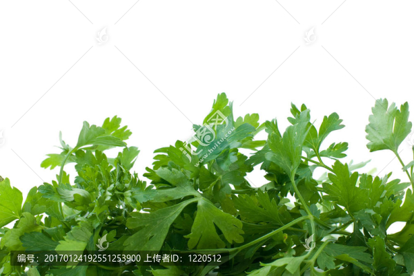 一些新鮮的綠色香菜