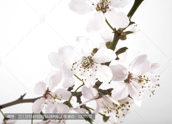 櫻花