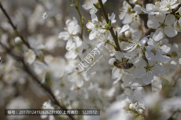 櫻花