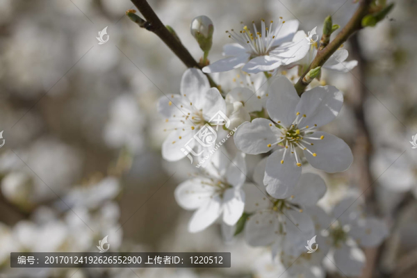 櫻花