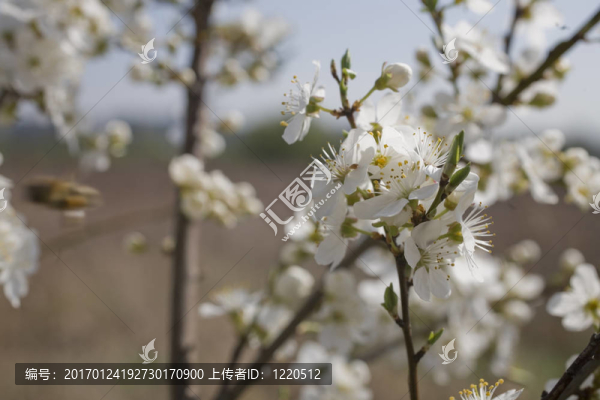 櫻花