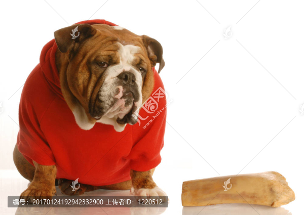 狗坐在骨旁