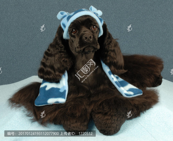 可愛的美國可卡犬-匯圖網(wǎng) www.fosd68.com 可愛的美國可卡犬