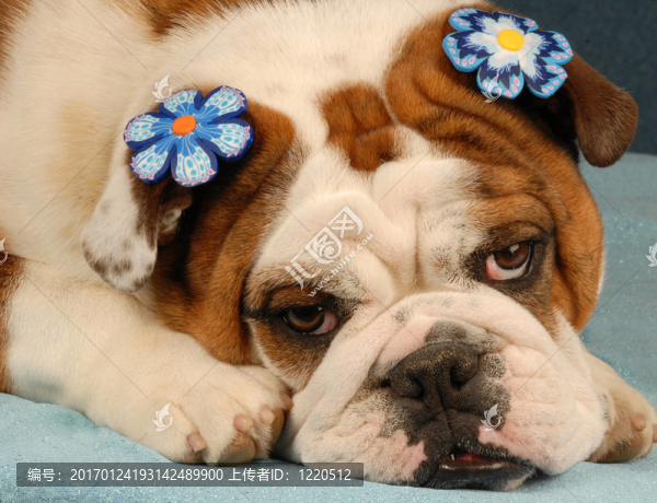 可愛的英國斗牛犬