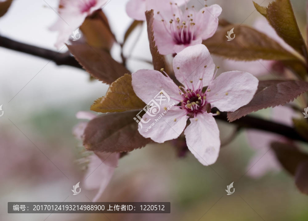 櫻花