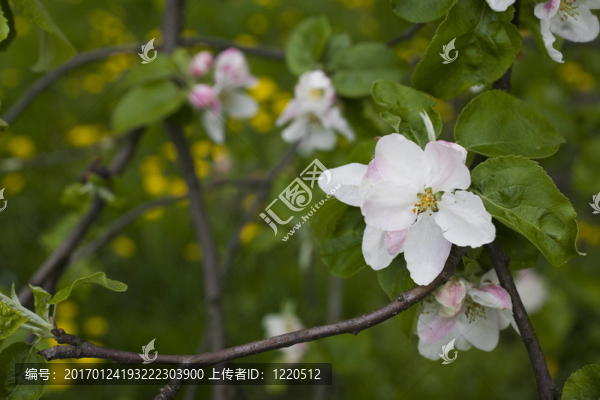 櫻花