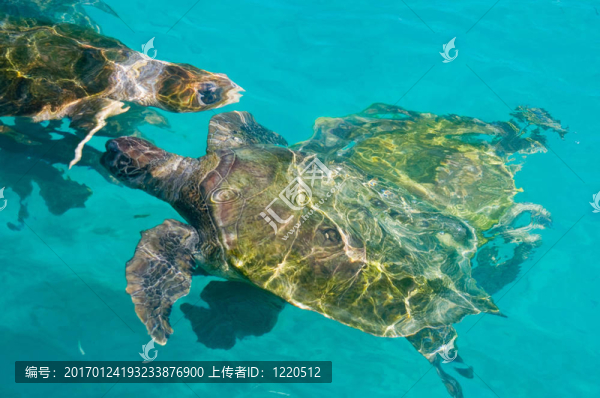 游泳的海龜