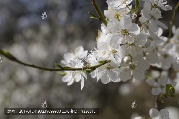 櫻花