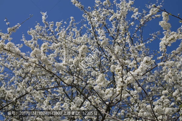 櫻花-匯圖網(wǎng) www.fosd68.com 櫻花