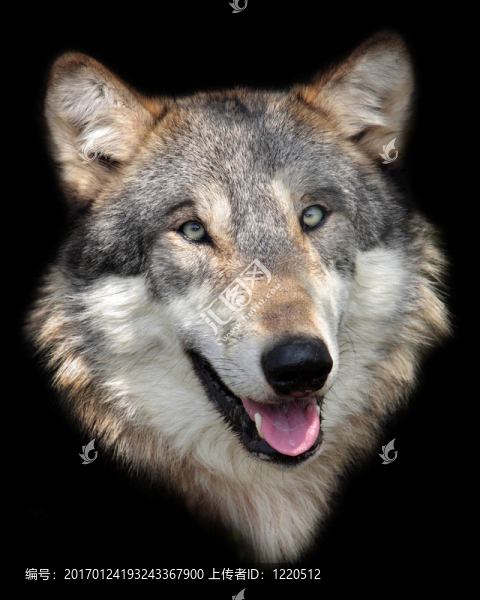 灰色的狼-匯圖網(wǎng) www.fosd68.com 灰色的狼