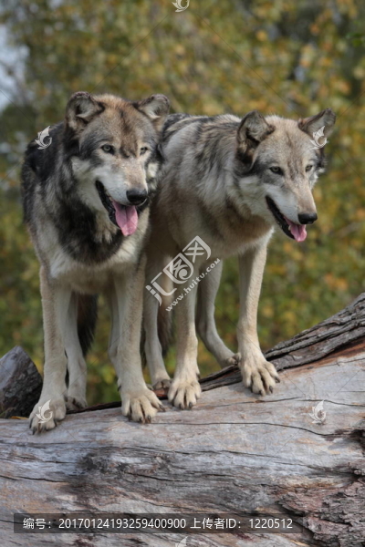 灰色的狼-匯圖網(wǎng) www.fosd68.com 灰色的狼