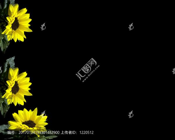 黃色的花