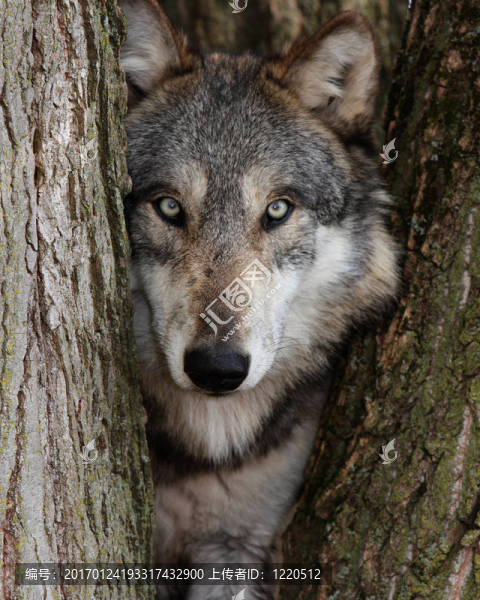 灰色的狼-匯圖網(wǎng) www.fosd68.com 灰色的狼