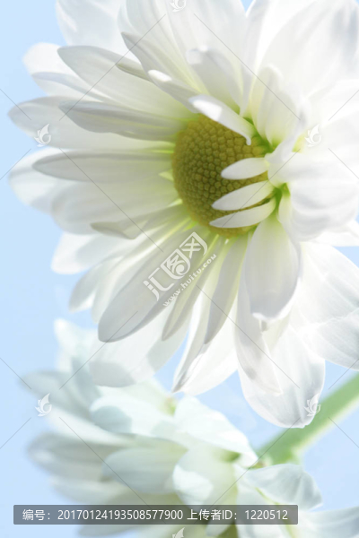 牛眼雛菊