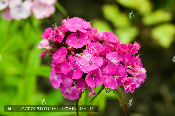 花-匯圖網(wǎng) www.fosd68.com 花