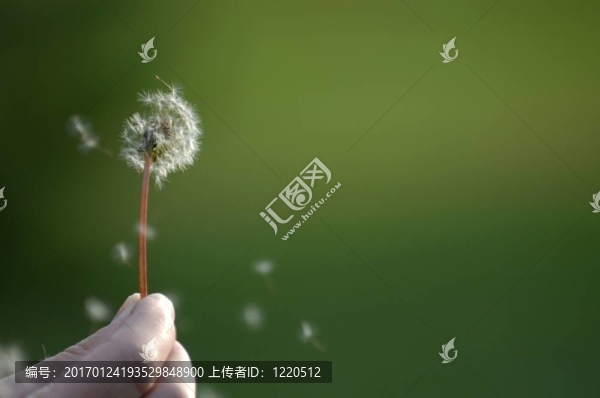 飛揚(yáng)的花粉