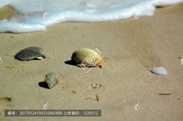 海貝殼