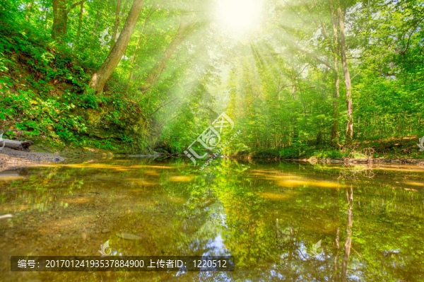 早晨在森林里
