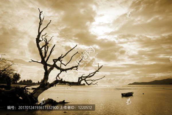 死樹與大海