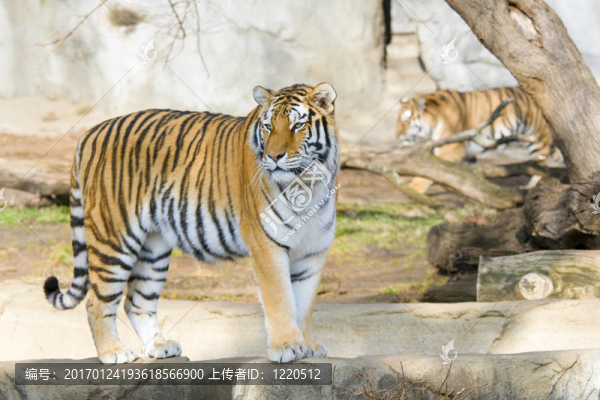 老虎-匯圖網(wǎng) www.fosd68.com 老虎