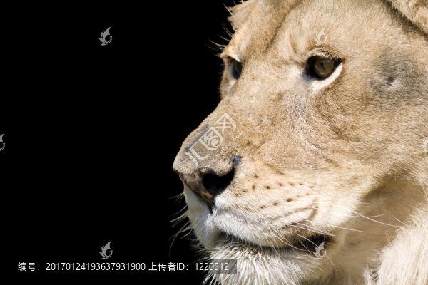 獅子