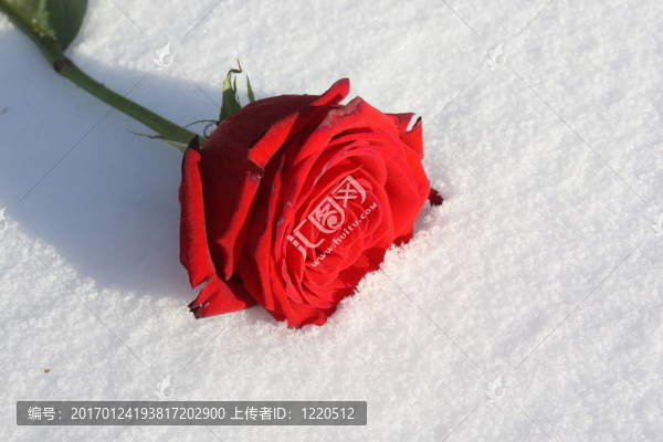 雪玫瑰