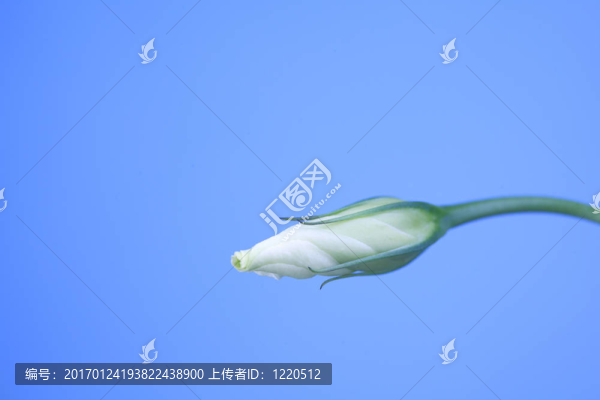 桔梗桔梗藍(lán)色的影子