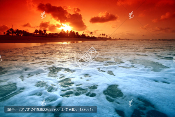 海洋太陽星-匯圖網(wǎng) www.fosd68.com 海洋太陽星