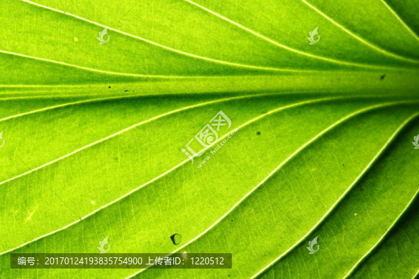 綠色的葉脈-匯圖網(wǎng) www.fosd68.com 綠色的葉脈