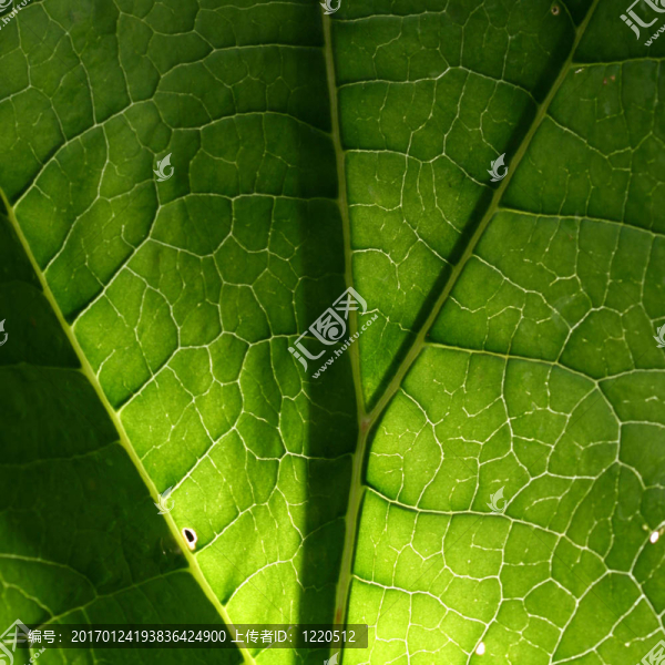 綠色的葉子-匯圖網(wǎng) www.fosd68.com 綠色的葉子