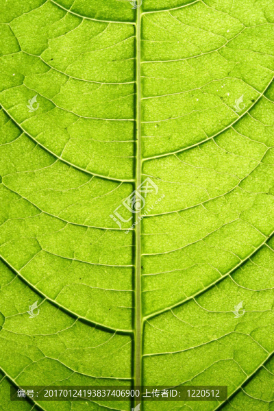 綠色的葉脈