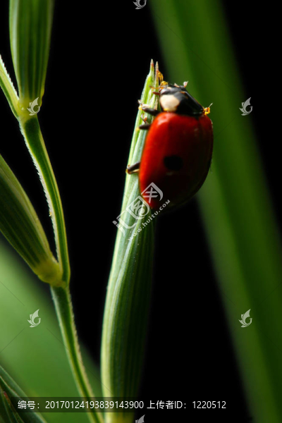 瓢蟲在草-匯圖網(wǎng) www.fosd68.com 瓢蟲在草