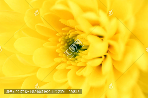 黃色的菊花