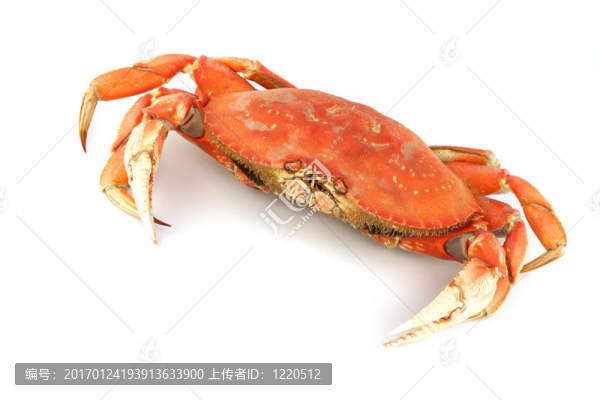珍寶蟹