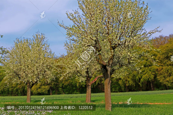 春蘋(píng)果樹(shù)