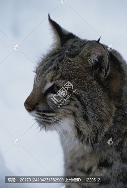 一只山貓的肖像