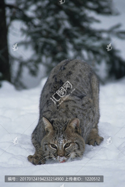 狩獵山貓