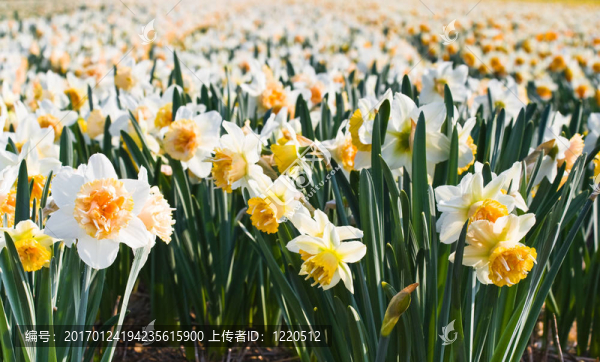 近看水仙花場