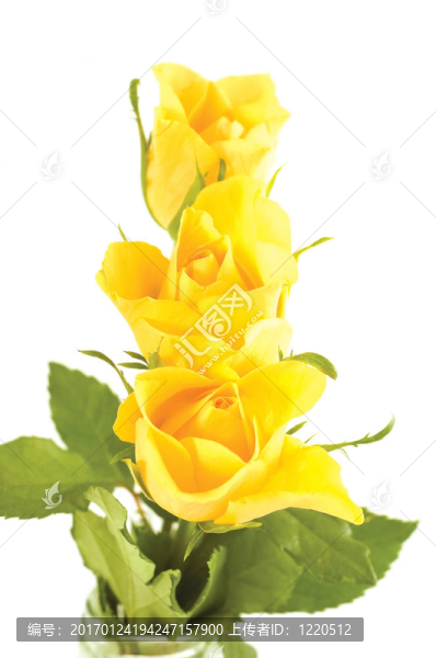 一束花