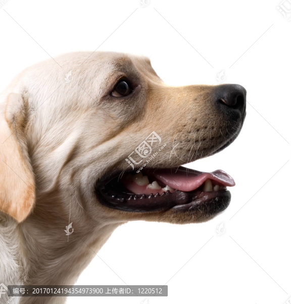 高加索牧羊犬的肖像。白色隔離