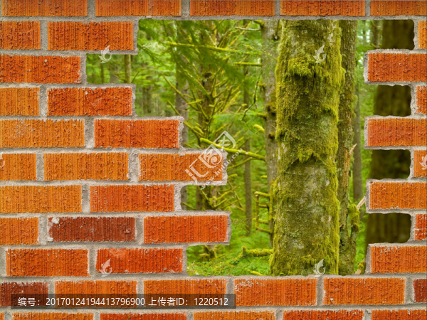 逃出墻上的洞雨林逃脫