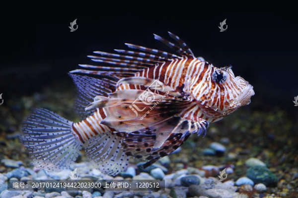 獅子魚(yú)