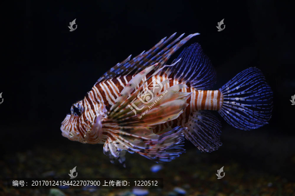 獅子魚